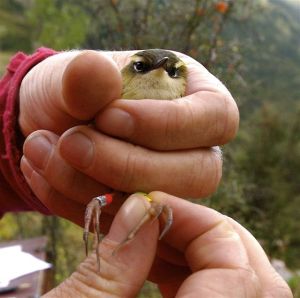 banding rock wren 4