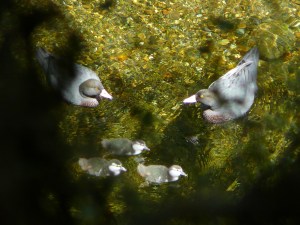 Fyfe whio with ducklings