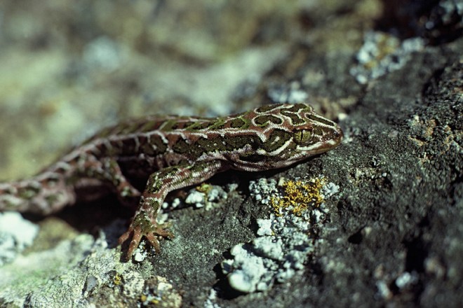 harlequin rod morris doc