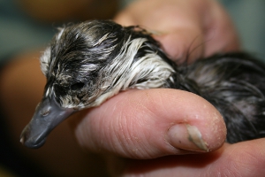 JustHatchedKateSteffens_300W