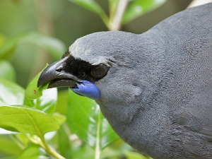 Kokako_DavidCookWildlifePhotography_300W