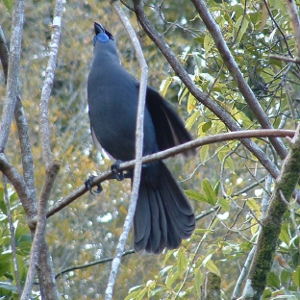 Kokako_JeffHudson_300W