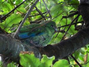 OFP-chick-16 3 2011-008 fixed small