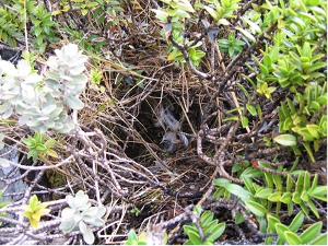 PredatedNest_300W