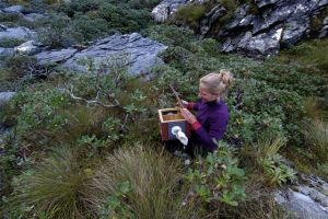 releasing rock wren in Sec Is