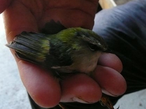 RiflemanInHand_BBeaven_300W