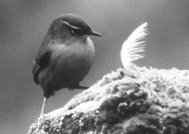 rock wren 003