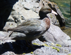 Ruahines_duck_NobbyRobson_300W