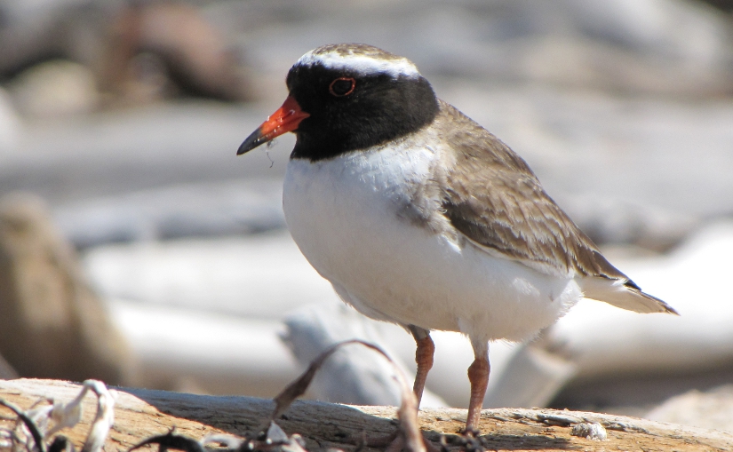 The Waikawa Shore Plover&nbsp;Saga