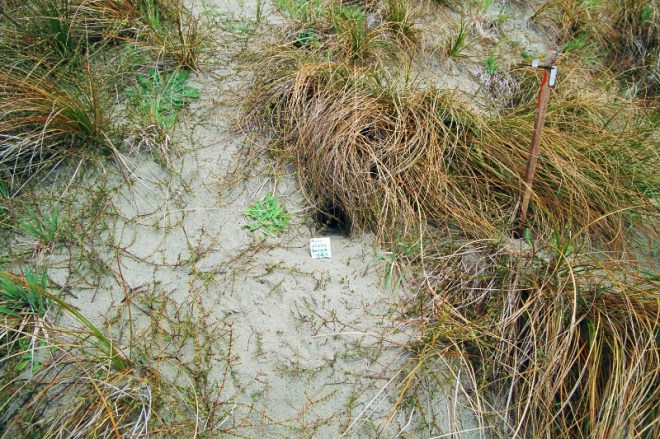 South Georgian Diving Petrel Burrow800w