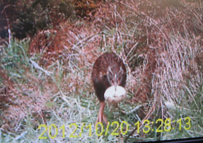 Weka taking an egg_1