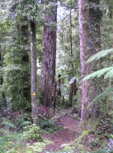 Whirinaki_Forest_SarahKing_300H