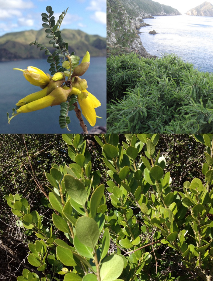 CookStEndemicsComposite