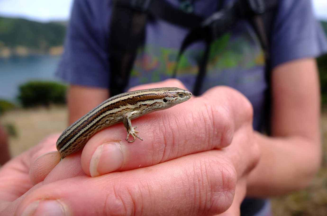 NorthernGrassSkink