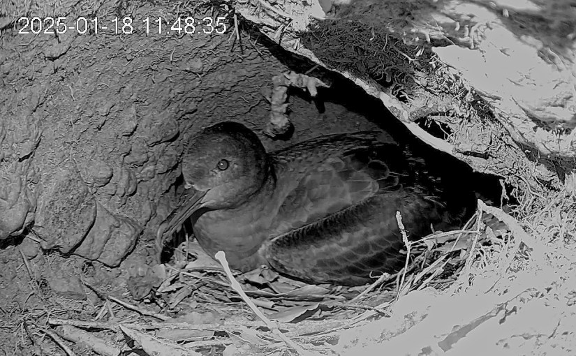 2025 Sooty Shearwater Season: Birds and Tech Cooperate, So&nbsp;Far…