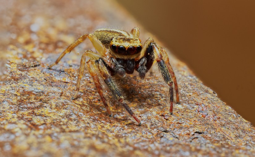 Golden-brown Jumping Spider