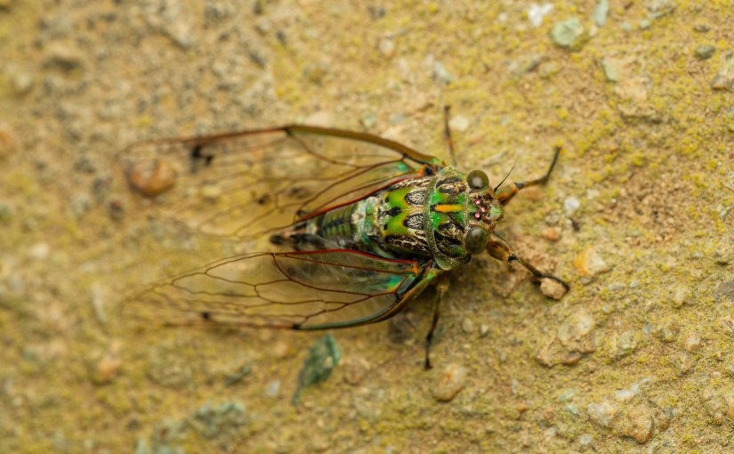 Cicadas