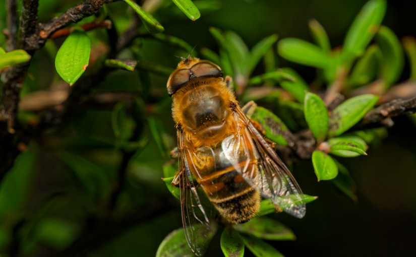 Three Days, One Late-flowering&nbsp;Manuka